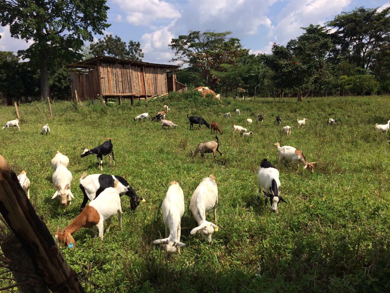 Some goats grazing at Lufafa’s farm