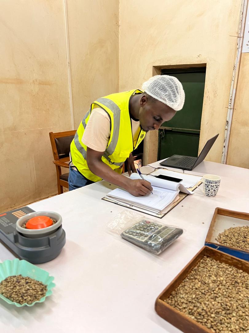 Epaphra records the coffee moisture content using the moisture meter every hour before production. (Courtesy Photo)