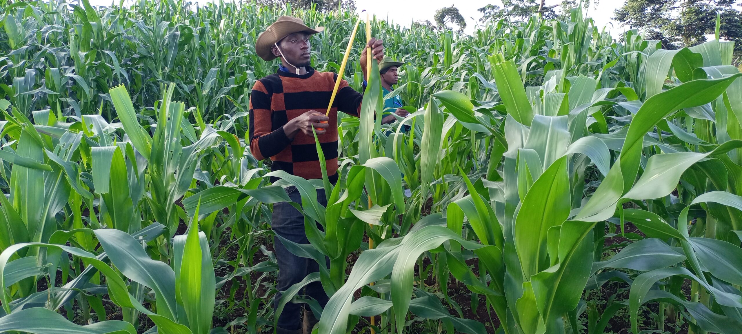 Ian in one of the gardens collecting maize-growing data and plant height (Courtesy Photo)