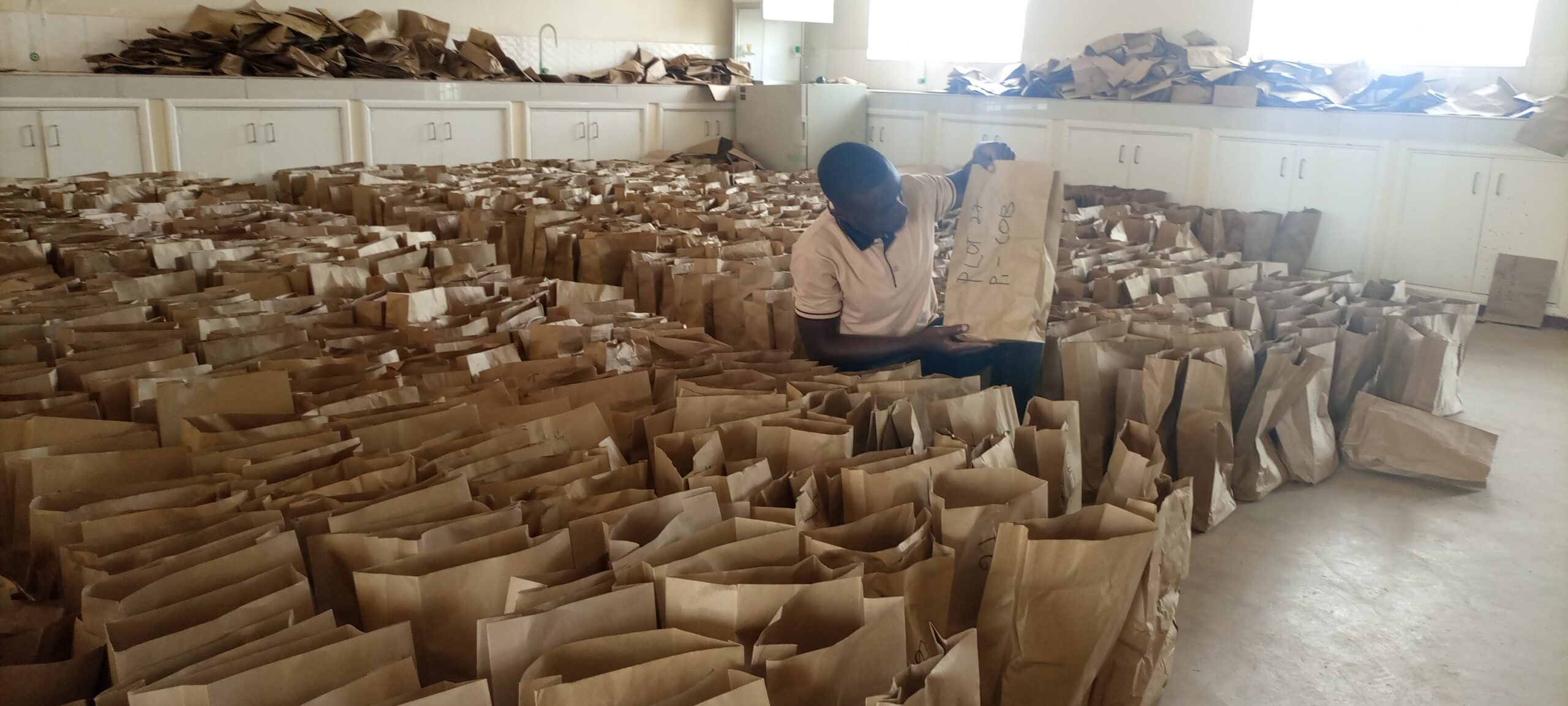 Ian Benywanira preparing to collect yield components on harvested maize at the NARO ZARD facility (Courtesy Photo)